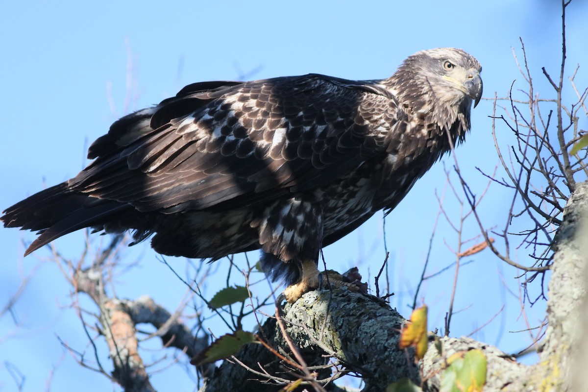 Bald Eagle - ML276078161