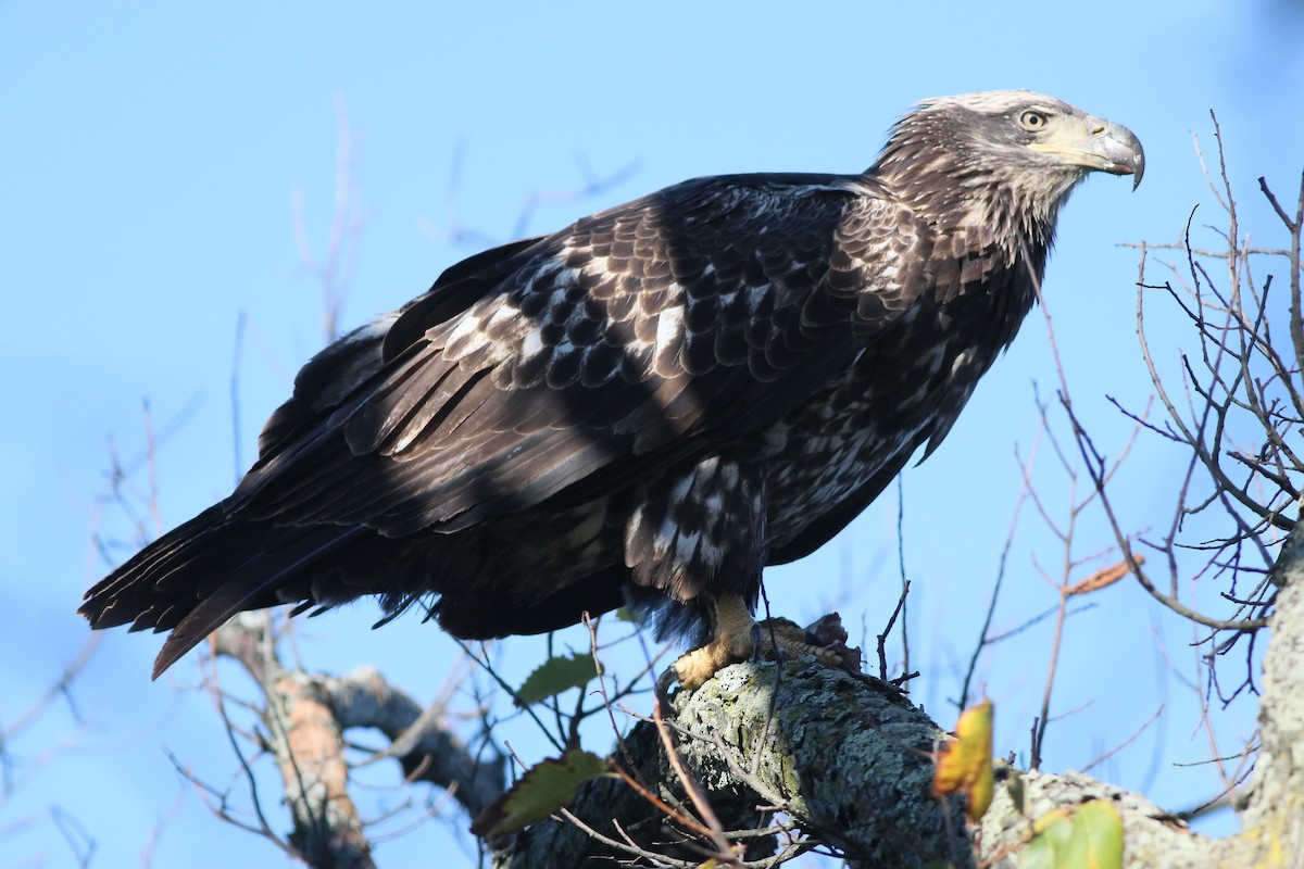 Bald Eagle - ML276078351