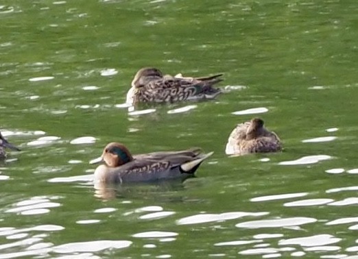 Green-winged Teal - ML276078781
