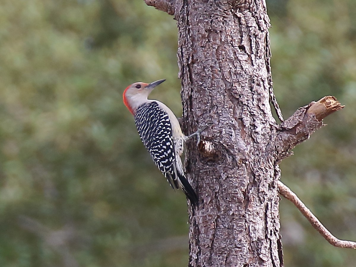 Red-bellied Woodpecker - Doug Beach