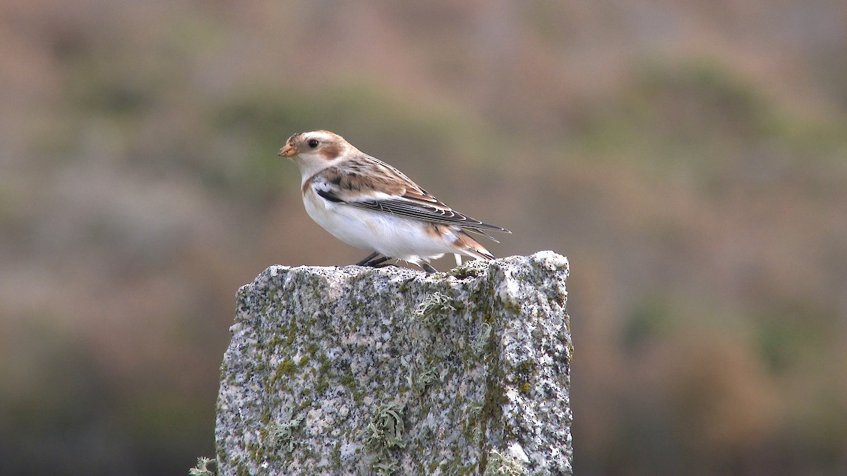 Snow Bunting - ML276081861