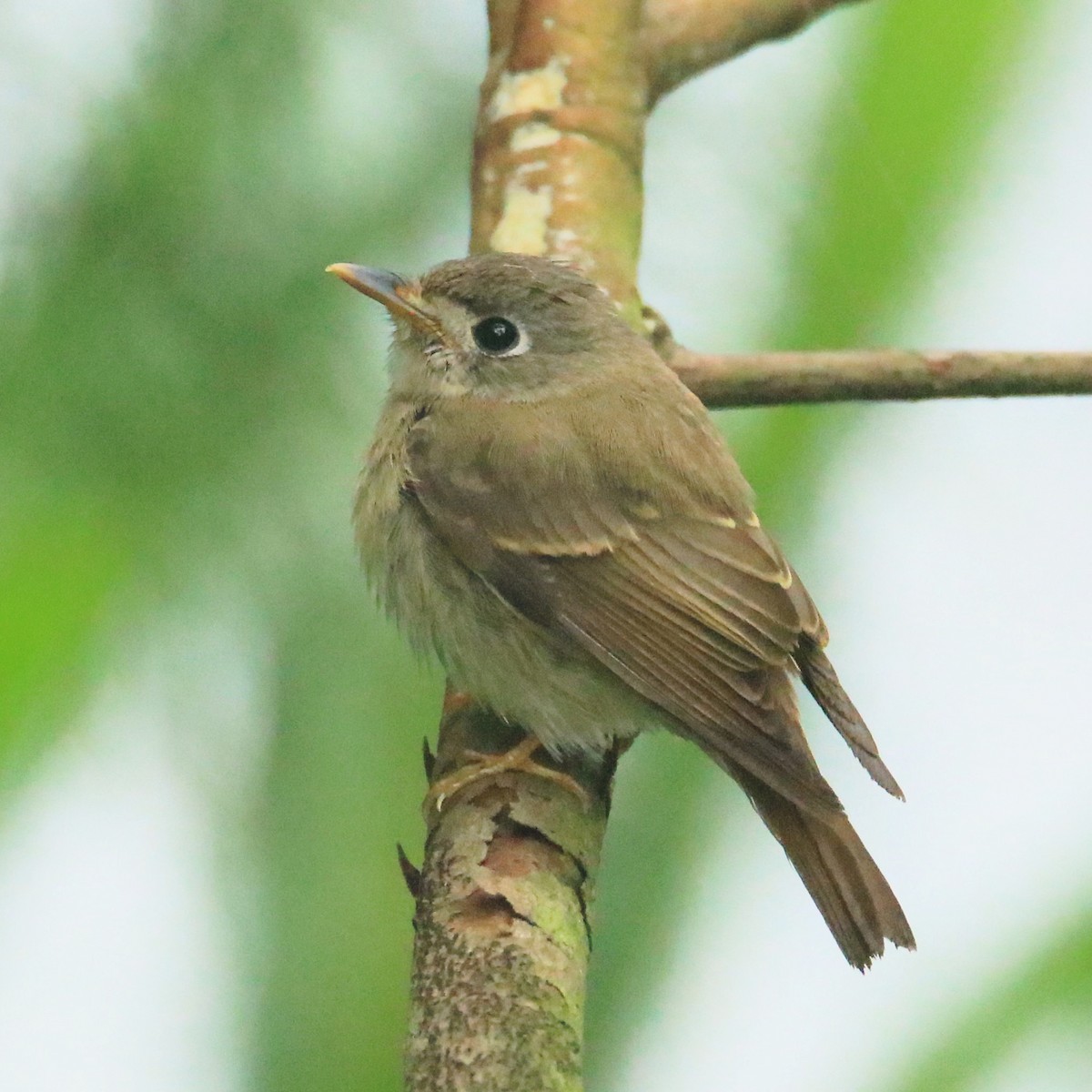 Brown-breasted Flycatcher - ML27608191