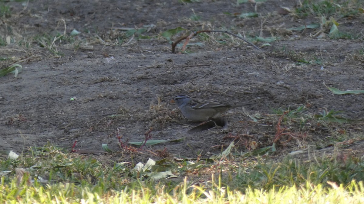 White-crowned Sparrow - ML276084331