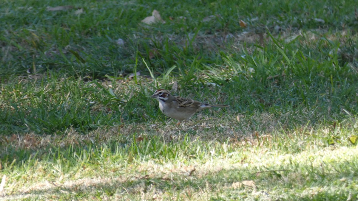 Lark Sparrow - ML276084591