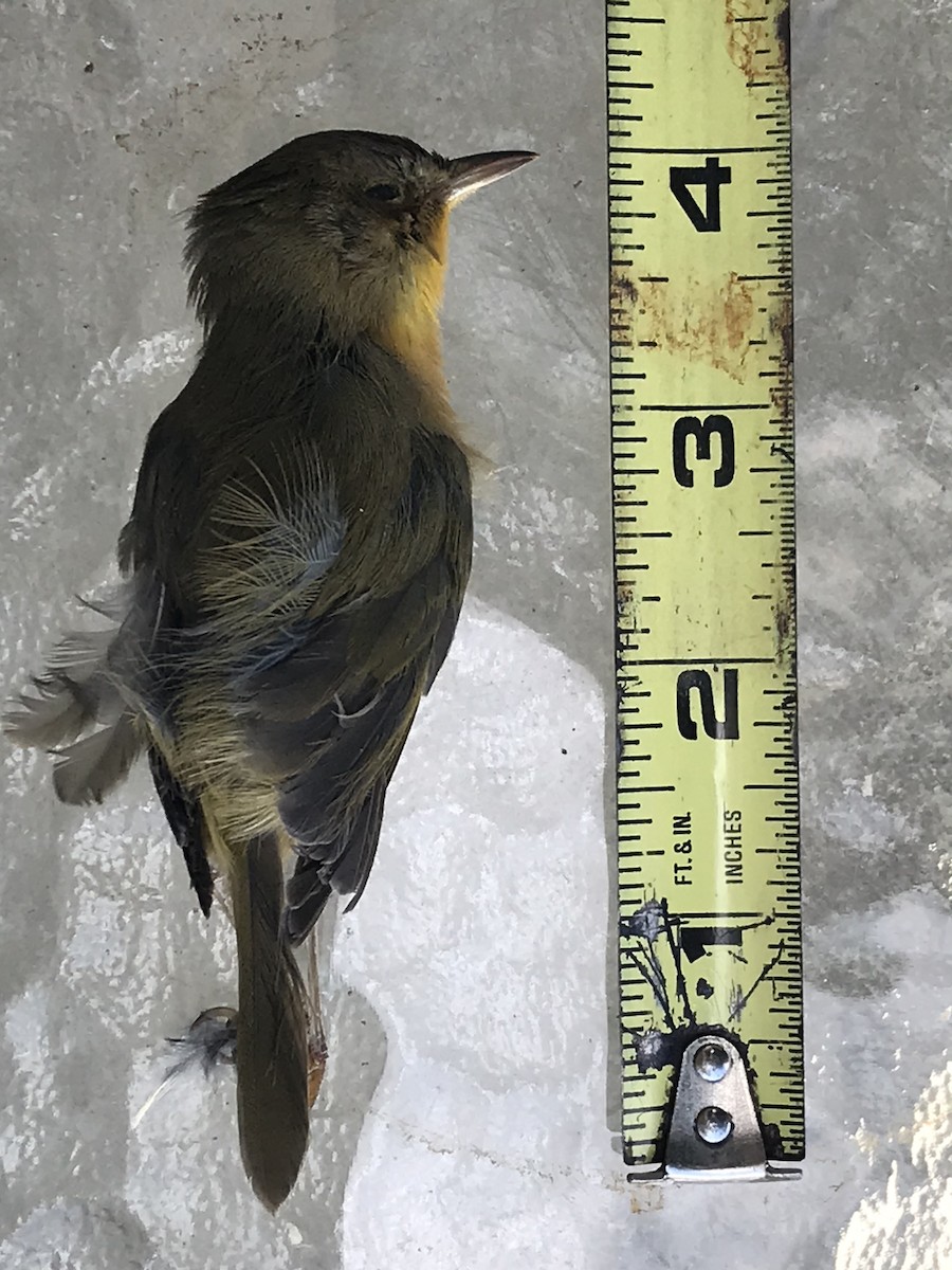 lesňáček žlutohrdlý - ML276084851