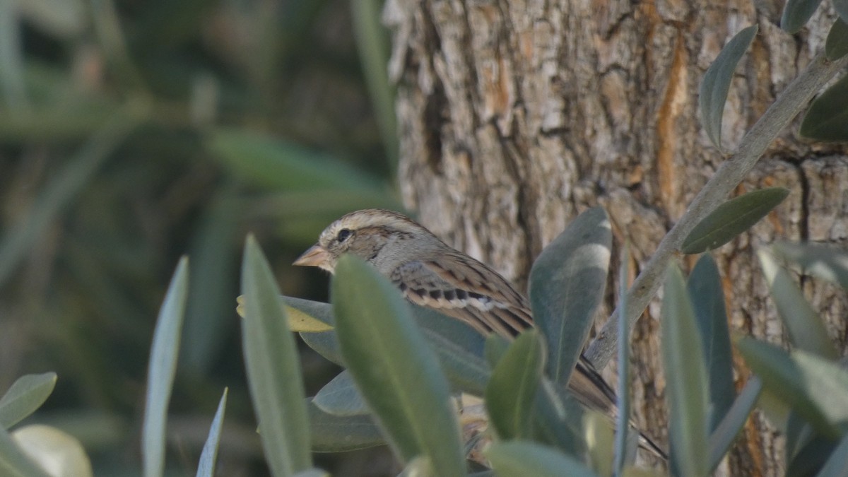Chipping Sparrow - ML276085351