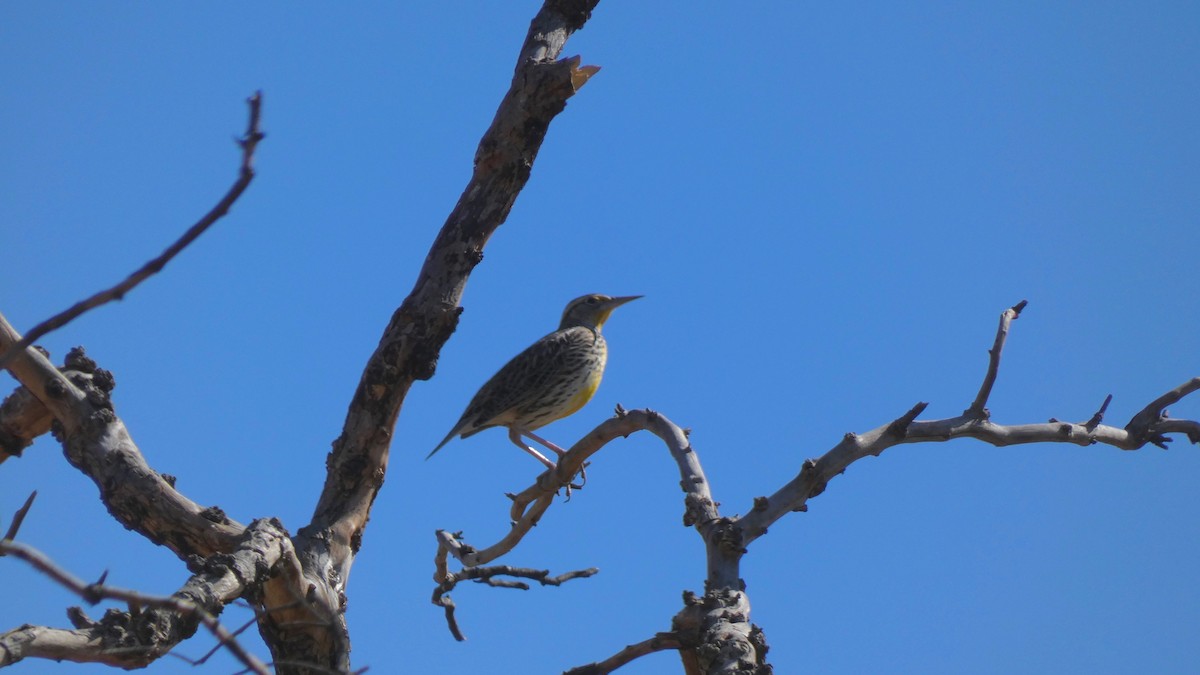 Western Meadowlark - ML276085741