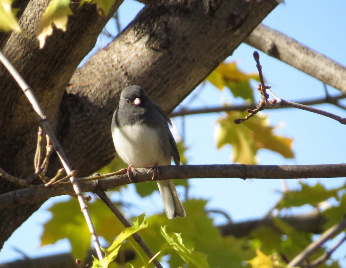 Dark-eyed Junco - Marie-Pierre Rainville