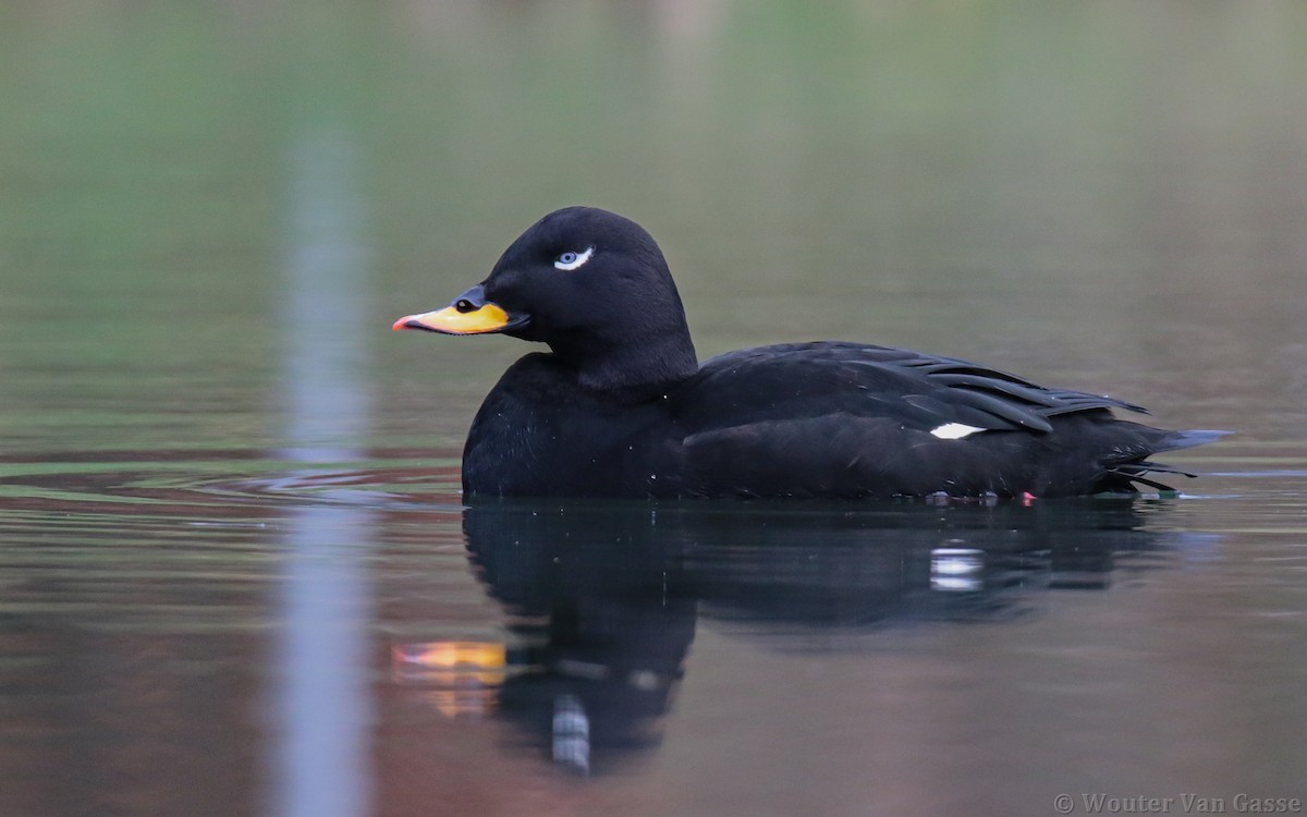 Velvet Scoter - Wouter Van Gasse