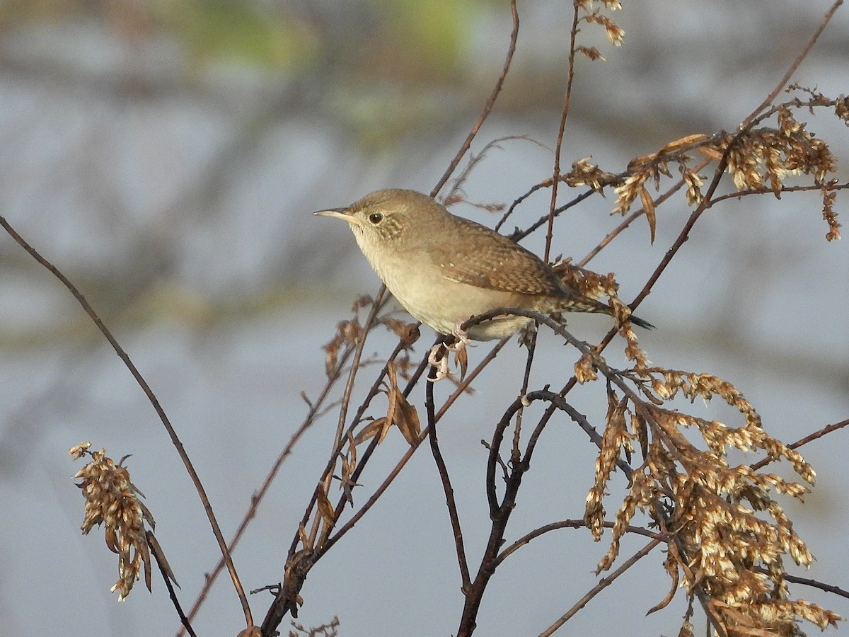 House Wren - ML276088641