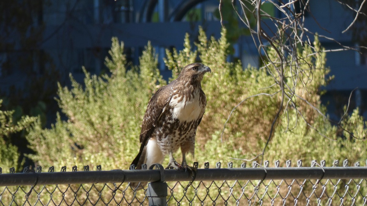 Red-tailed Hawk - Lauren Hill