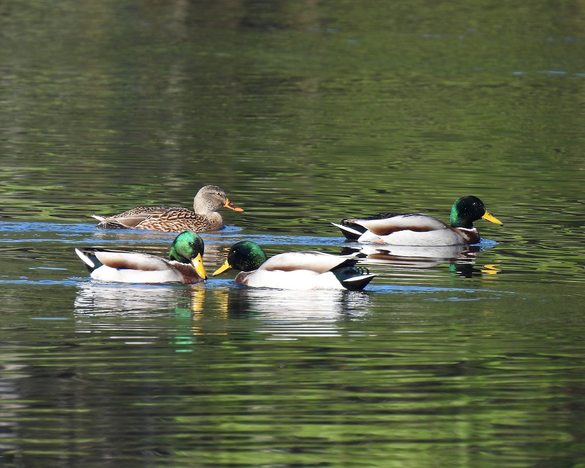 Mallard - John Felton