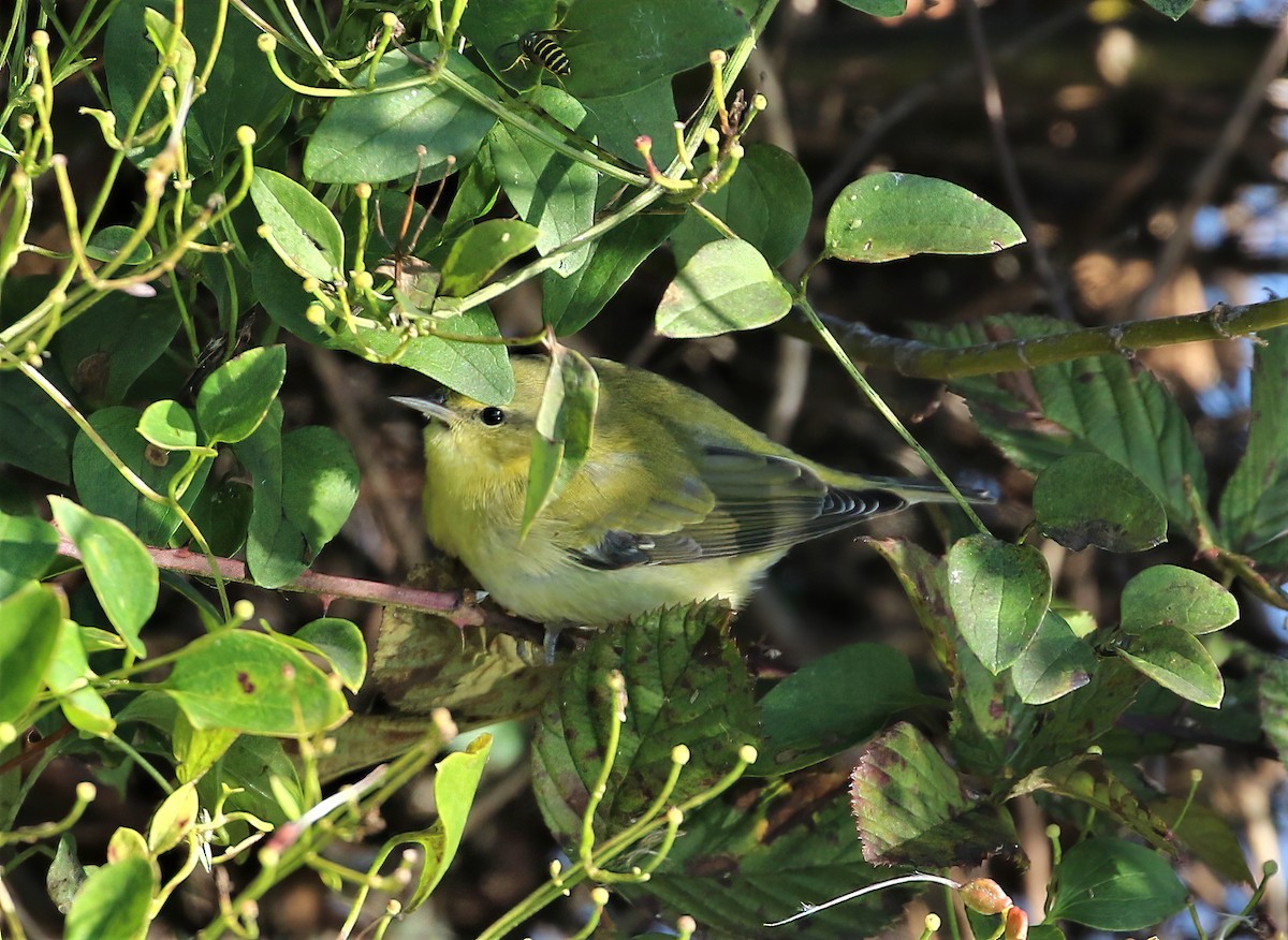 møllparula - ML276089751