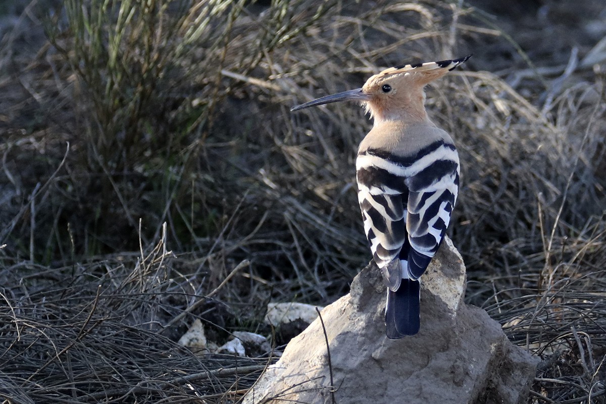 Eurasian Hoopoe - ML276089831