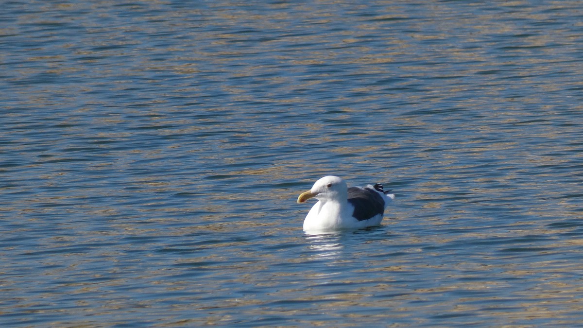 Western Gull - ML276090541