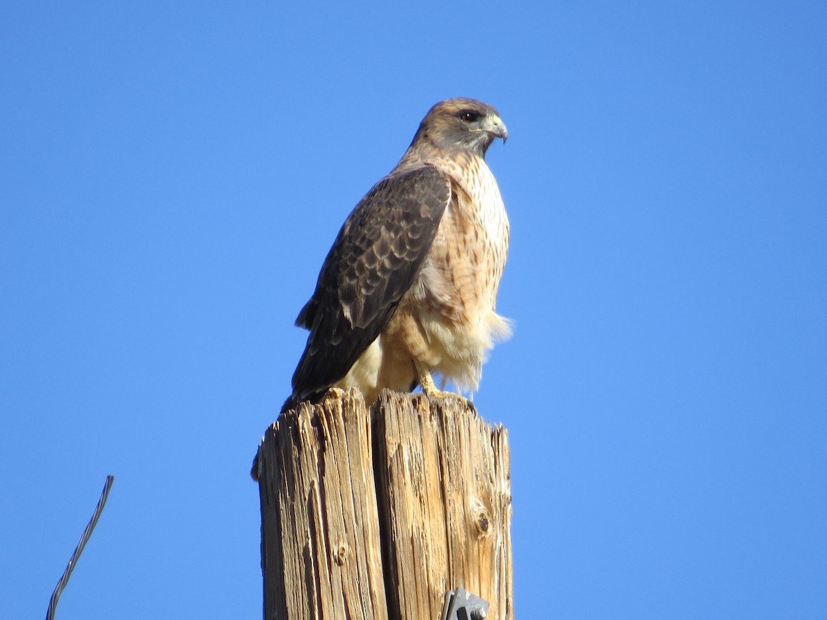 Red-tailed Hawk - ML276094261