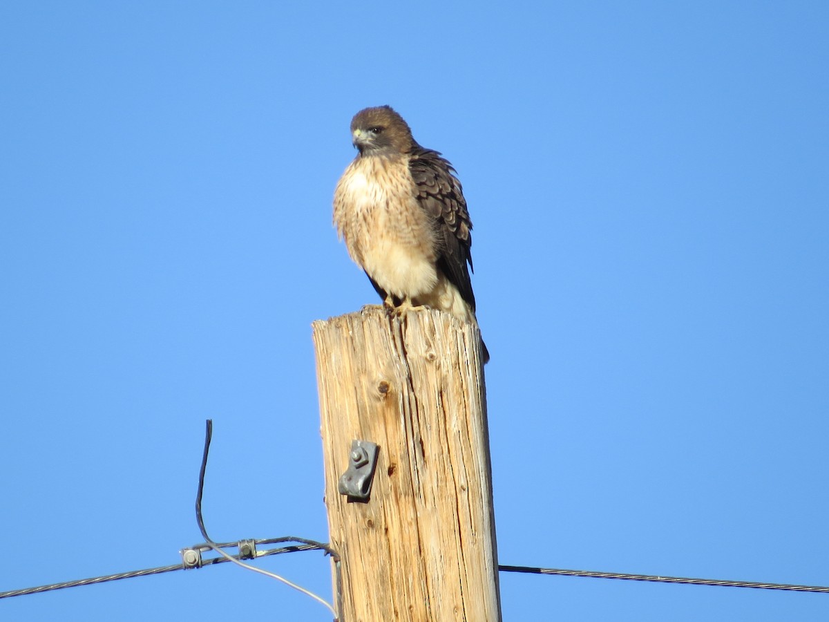Red-tailed Hawk - ML276094271