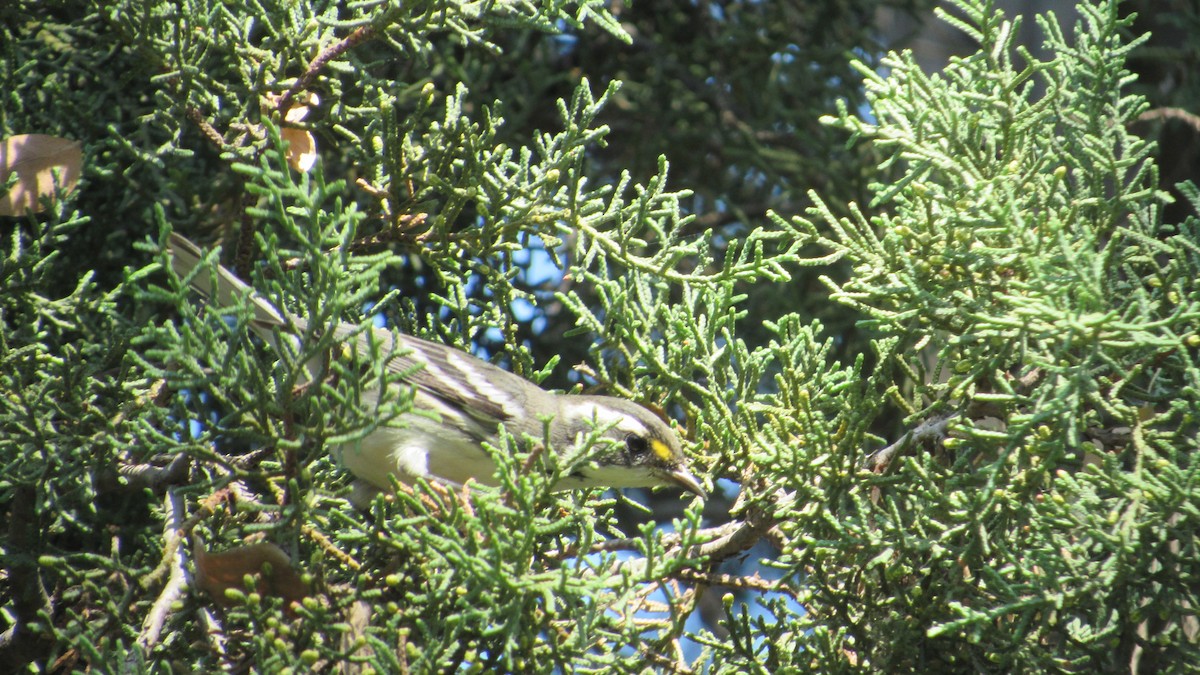 Black-throated Gray Warbler - ML276094311