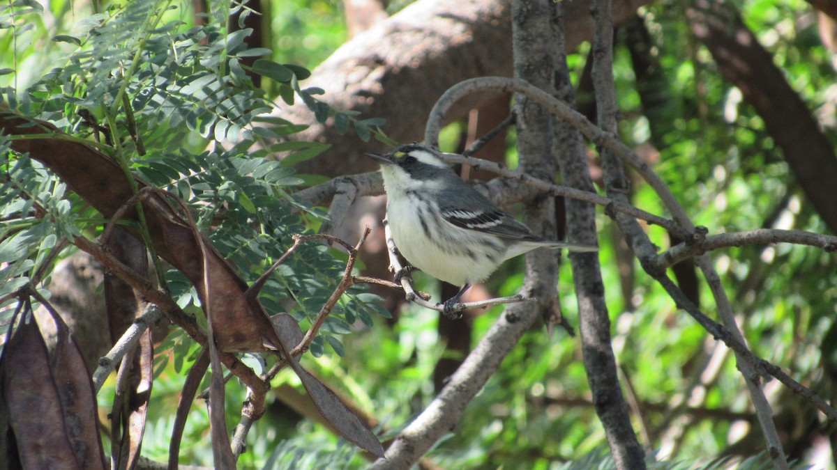 Black-throated Gray Warbler - ML276094351