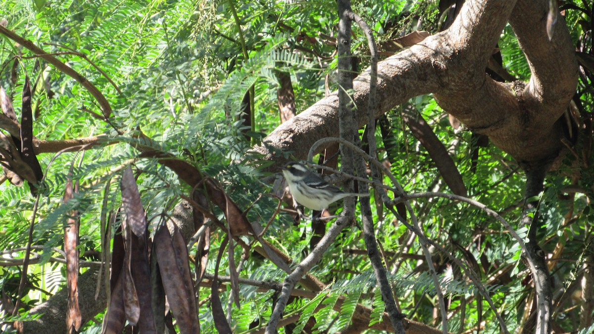 Black-throated Gray Warbler - ML276094381