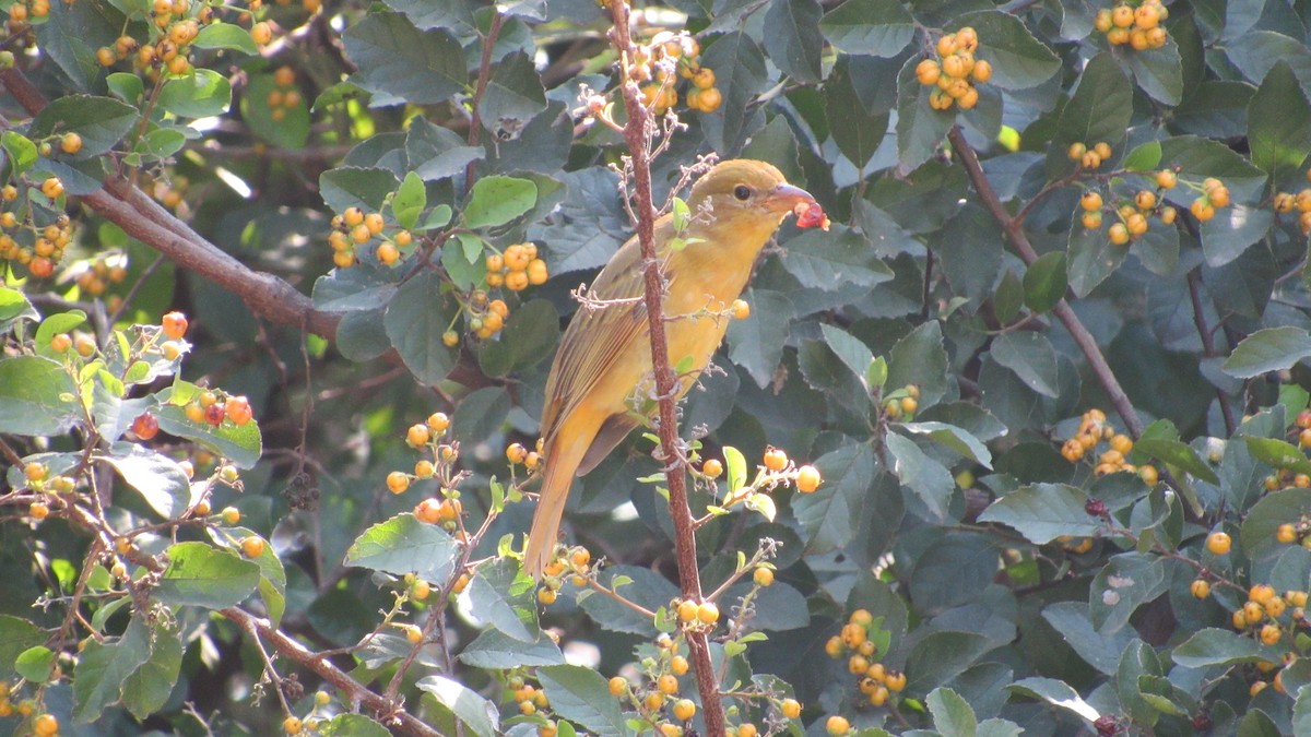 Summer Tanager - ML276094431