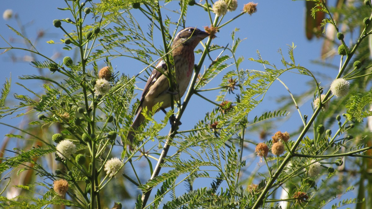 Rose-breasted Grosbeak - ML276094671