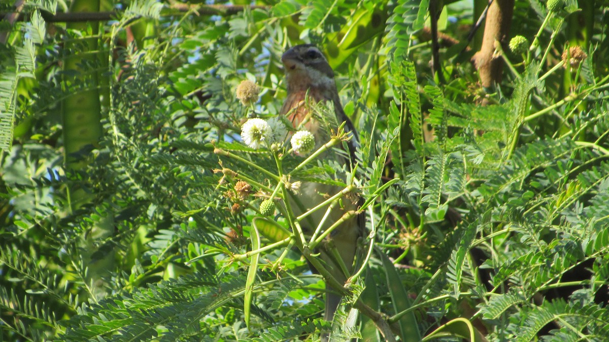 Rose-breasted Grosbeak - ML276094711