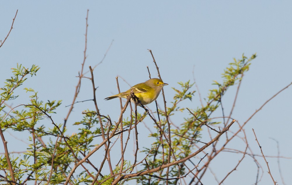 White-eyed Vireo - ML276098171