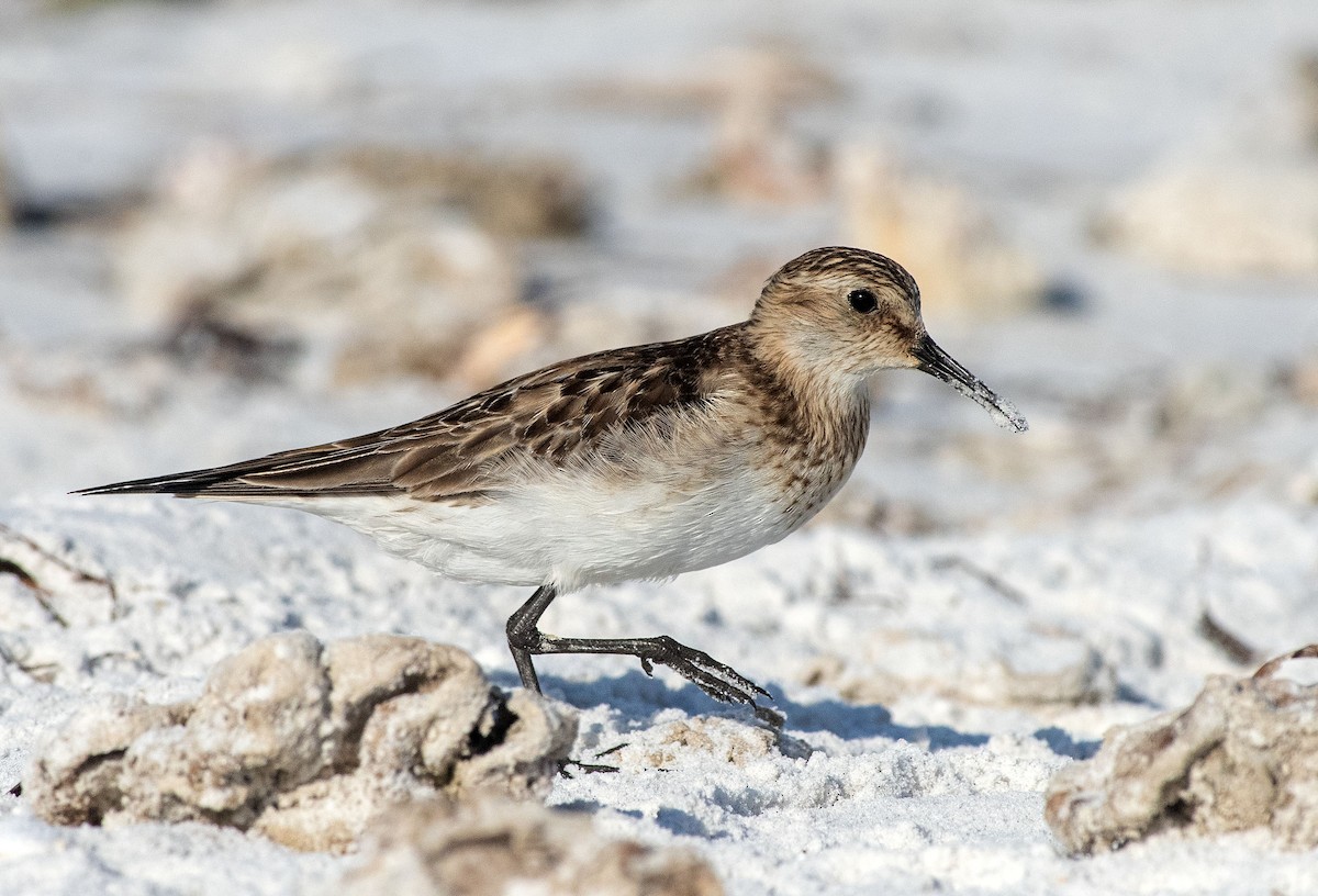 Baird's Sandpiper - Denny Swaby