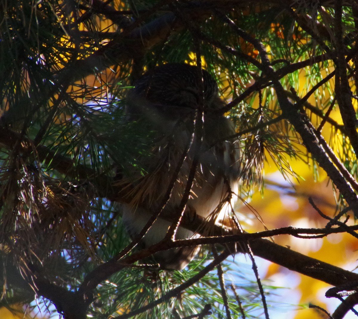 Northern Saw-whet Owl - ML276100331
