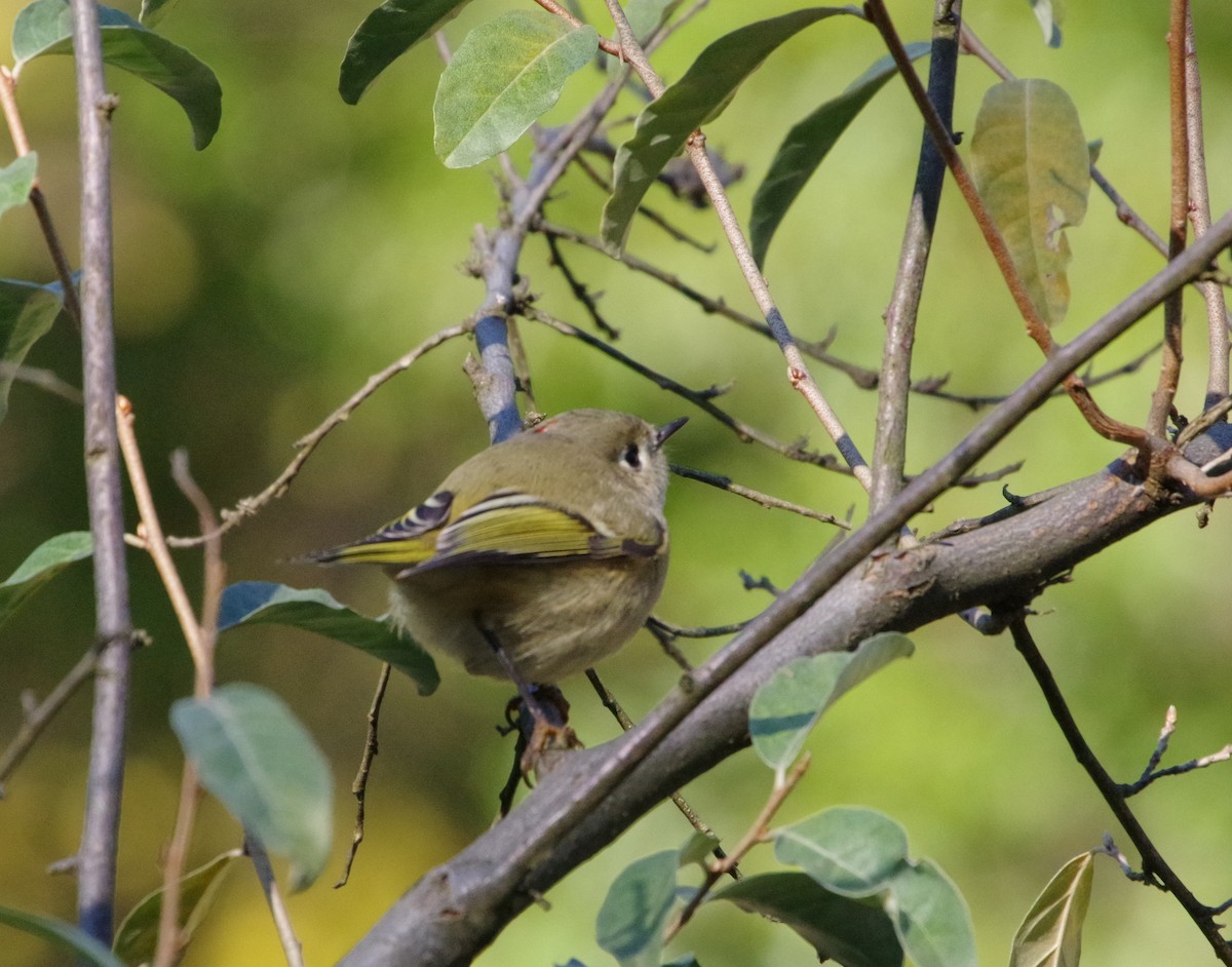 Ruby-crowned Kinglet - ML276100971