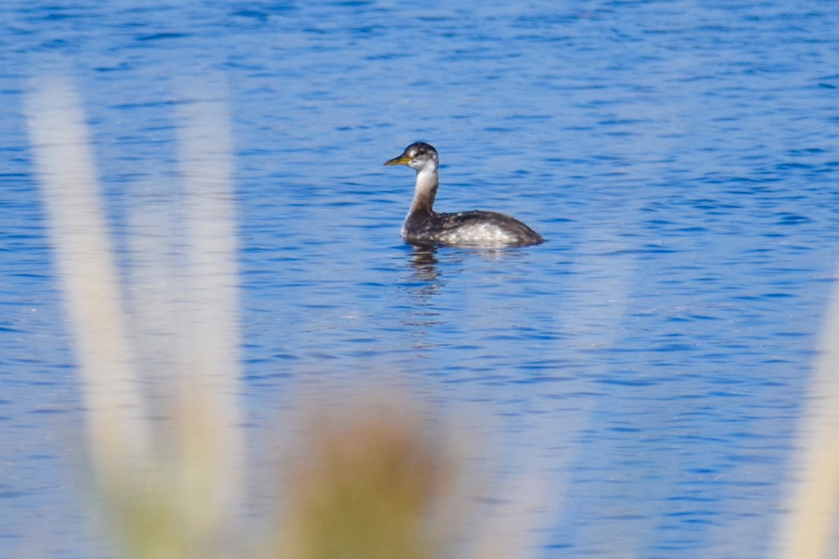 Red-necked Grebe - ML276101631