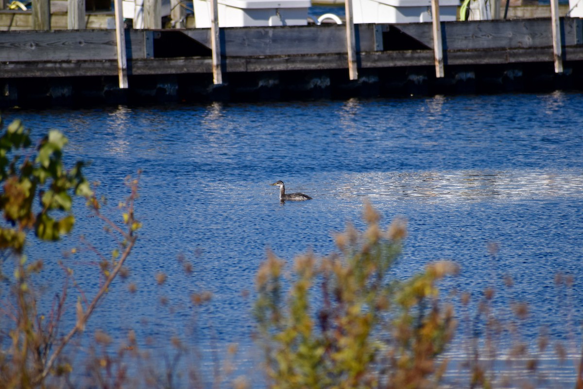 Red-necked Grebe - ML276101961