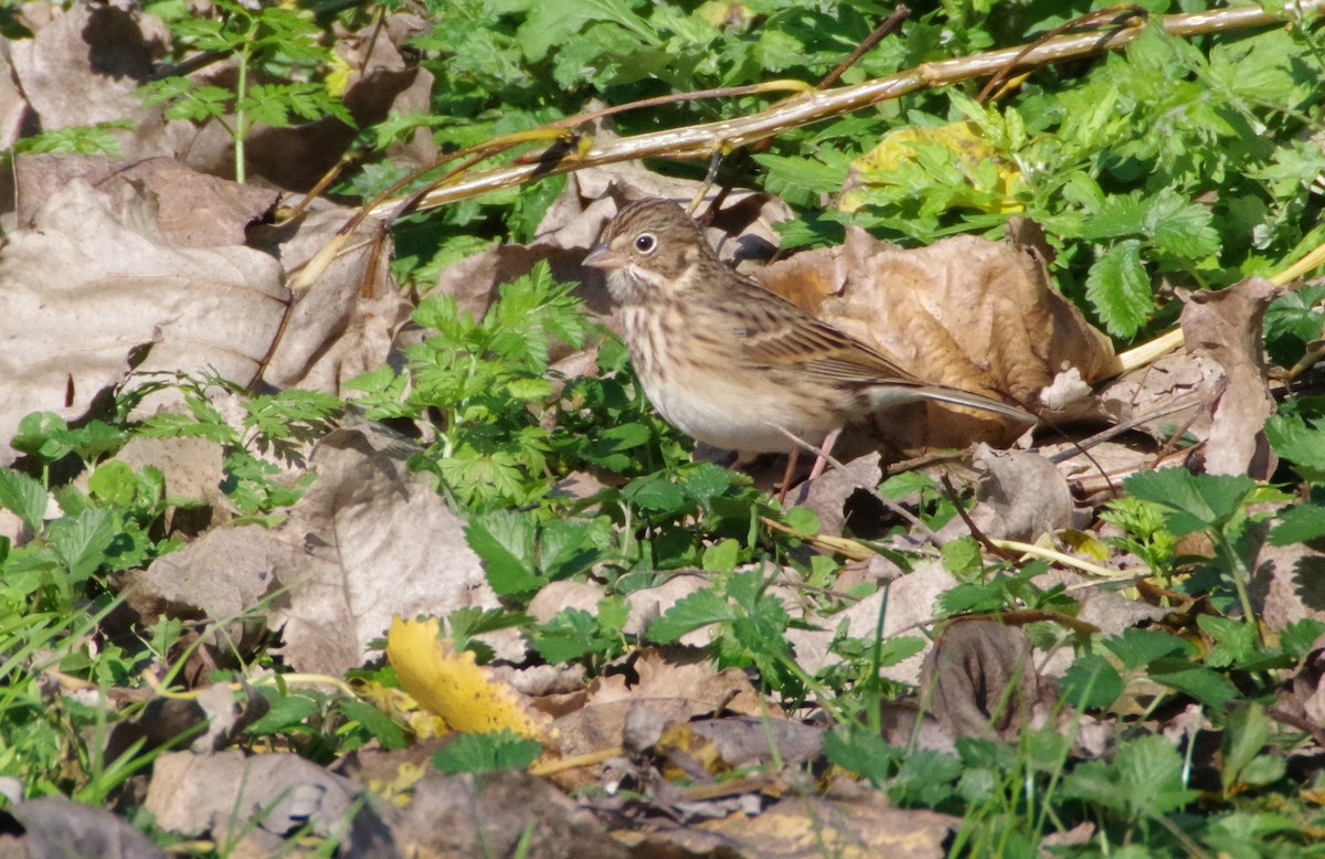 Vesper Sparrow - ML276102061