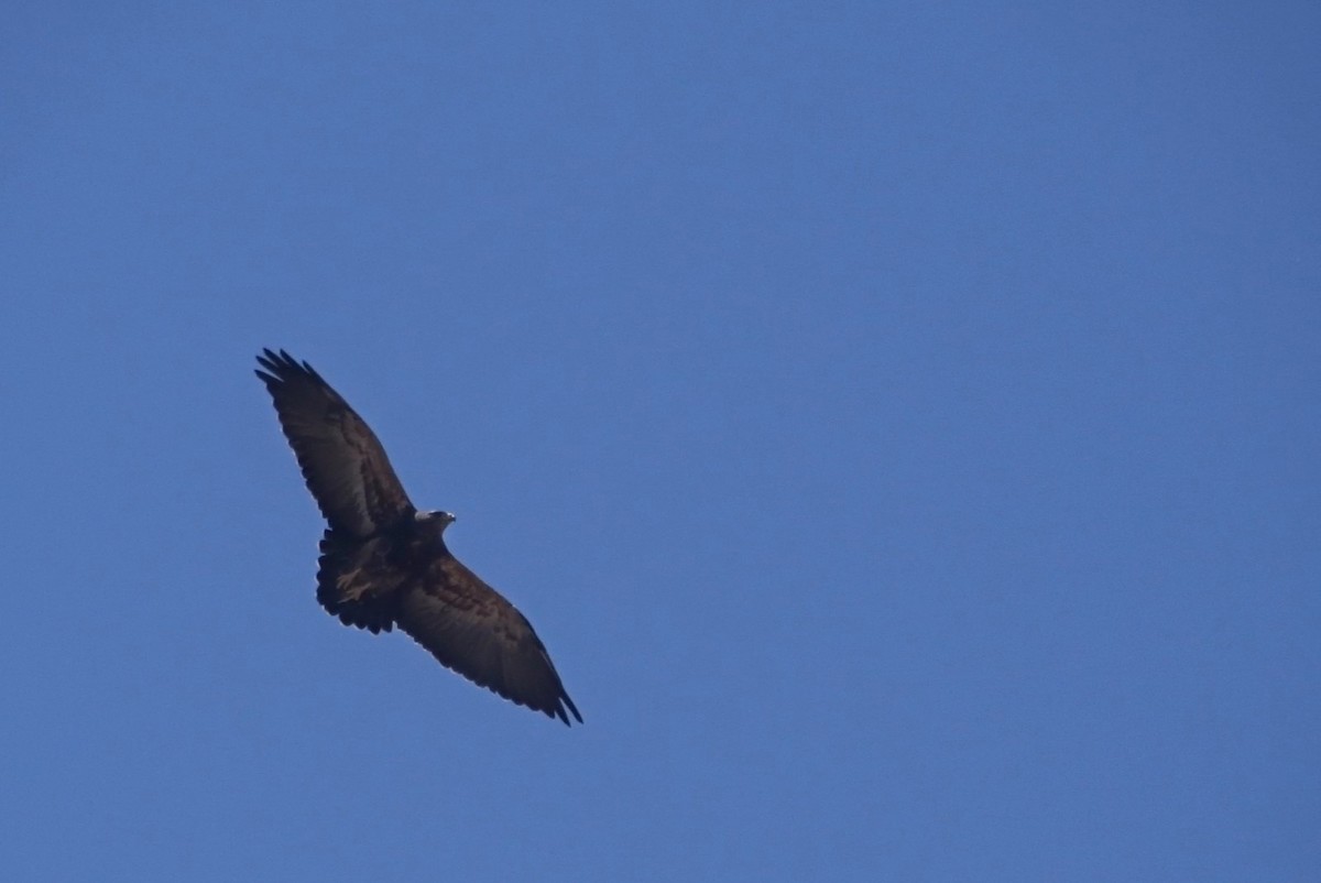 Black-chested Buzzard-Eagle - ML276102401