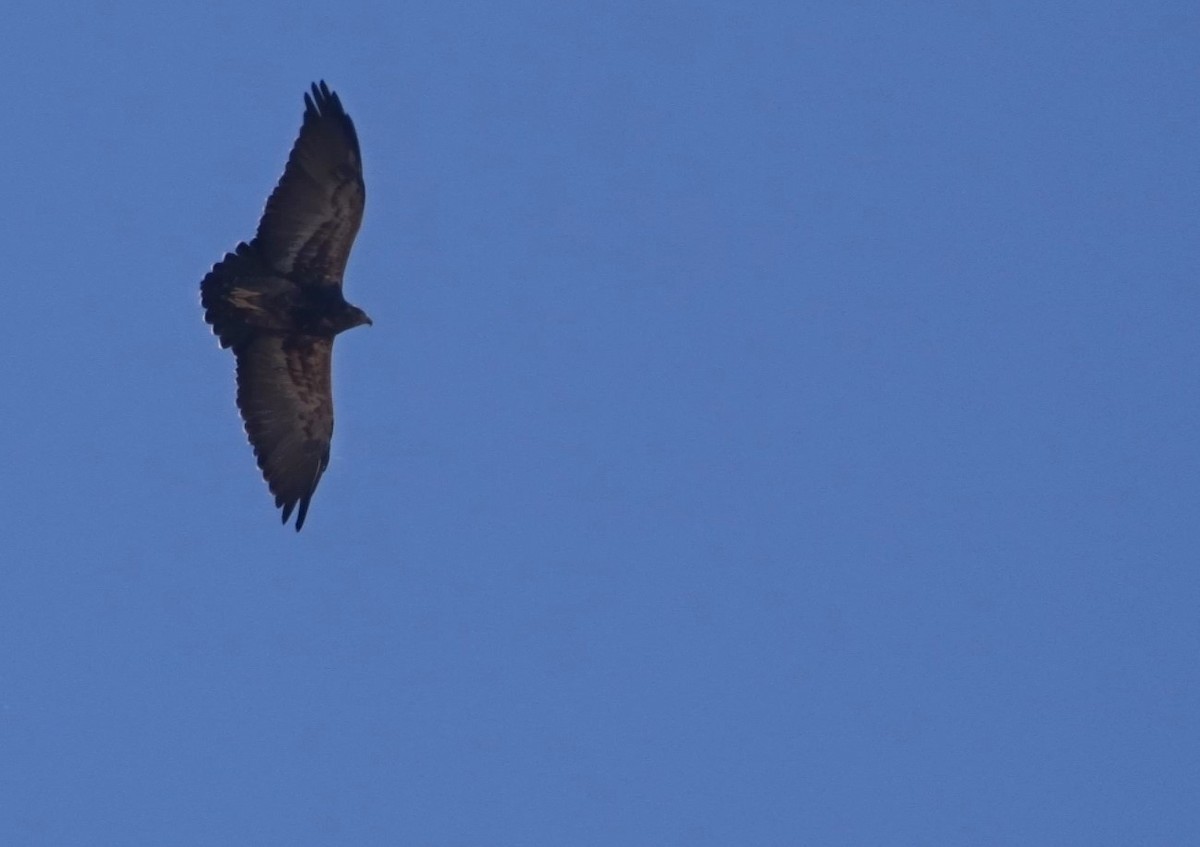 Black-chested Buzzard-Eagle - G. Thomas Doerig