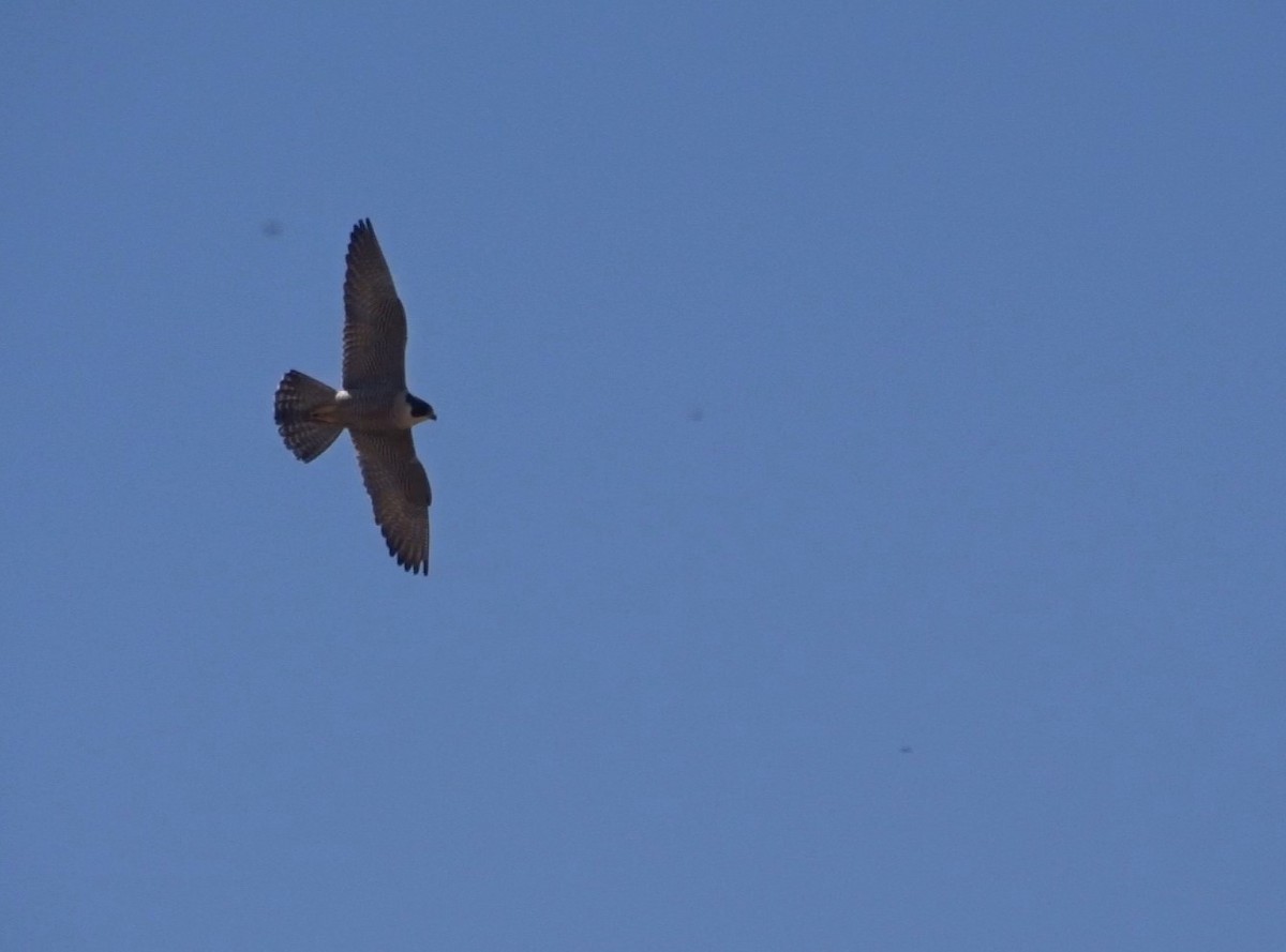 Peregrine Falcon - ML276102881