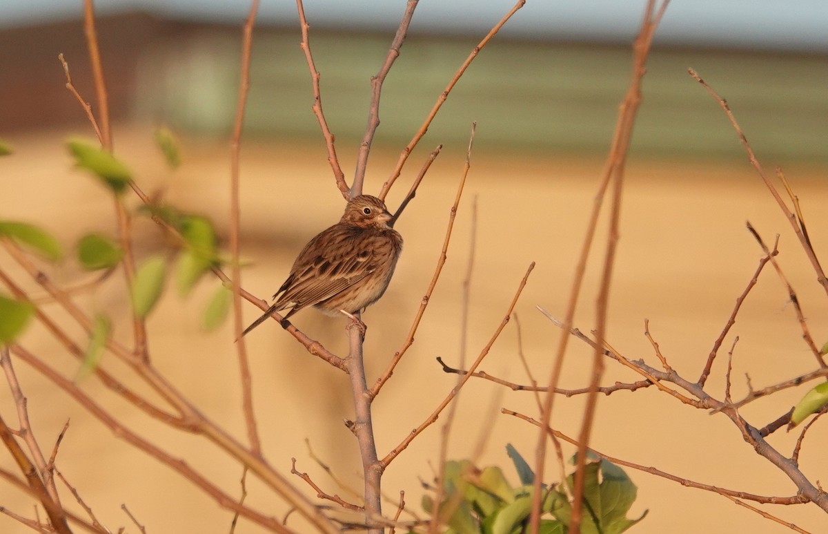 Vesper Sparrow - Peter Reisfeld