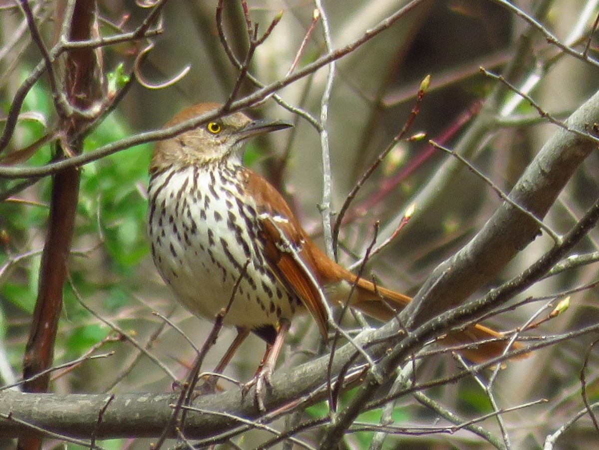 Brown Thrasher - ML27610501