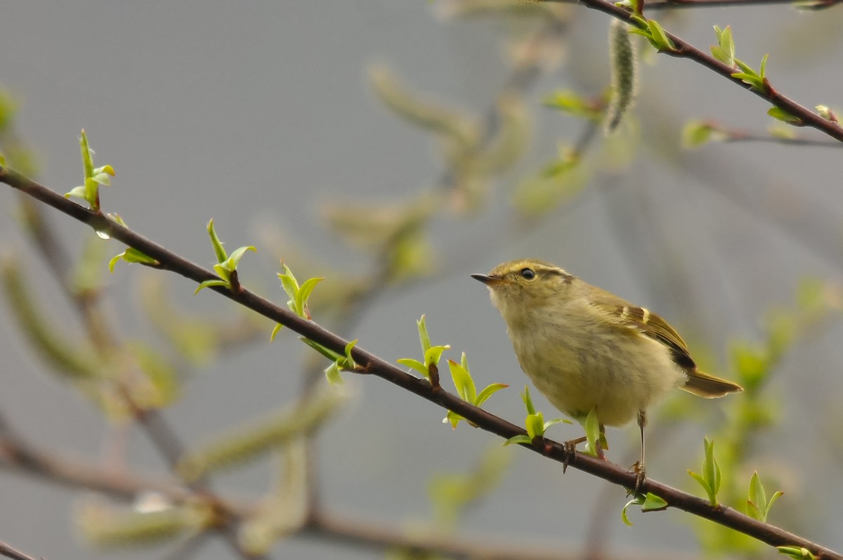 Chinese Leaf Warbler - Augusto Faustino