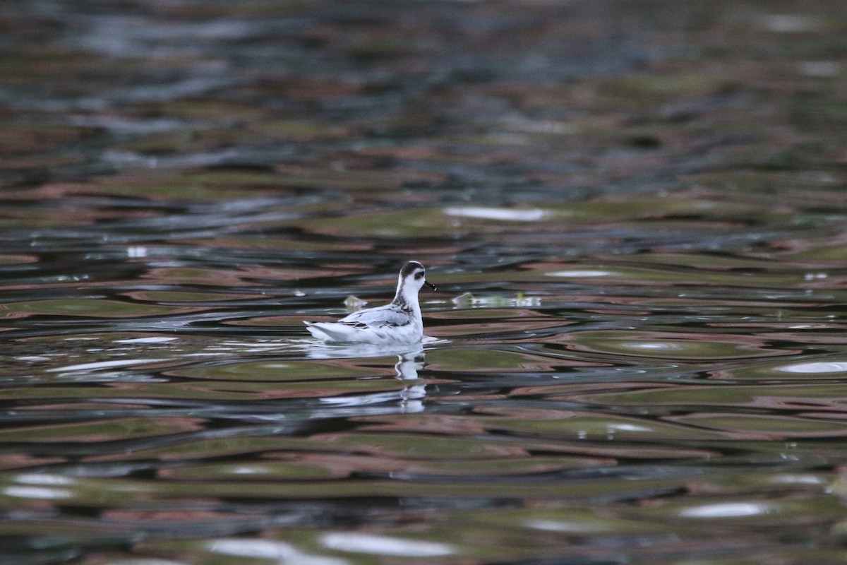 Red Phalarope - ML276106201