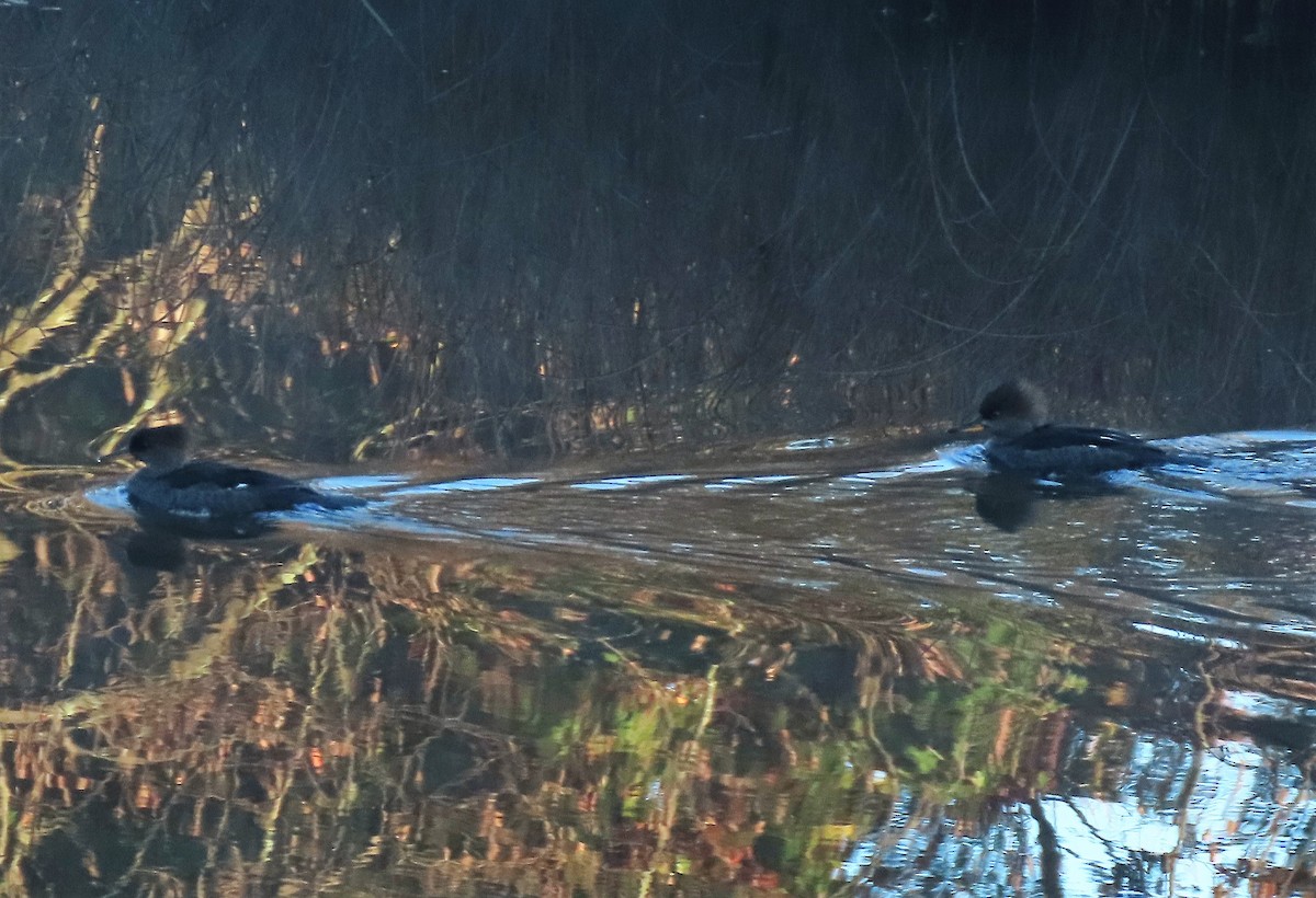 Hooded Merganser - ML276107711