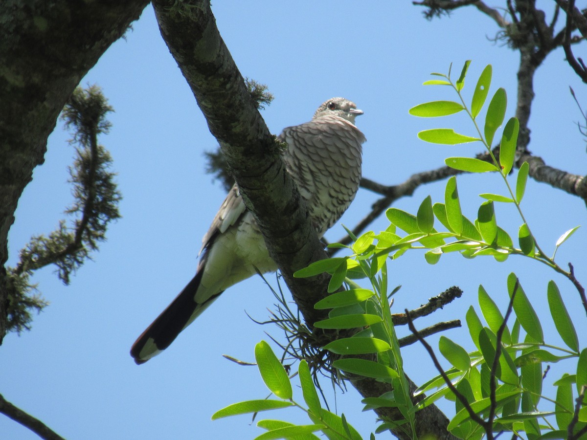 Scaled Dove - ML276109091