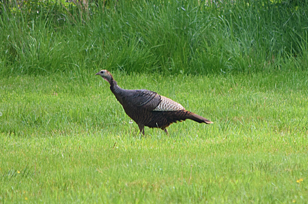 Wild Turkey - ML27611041