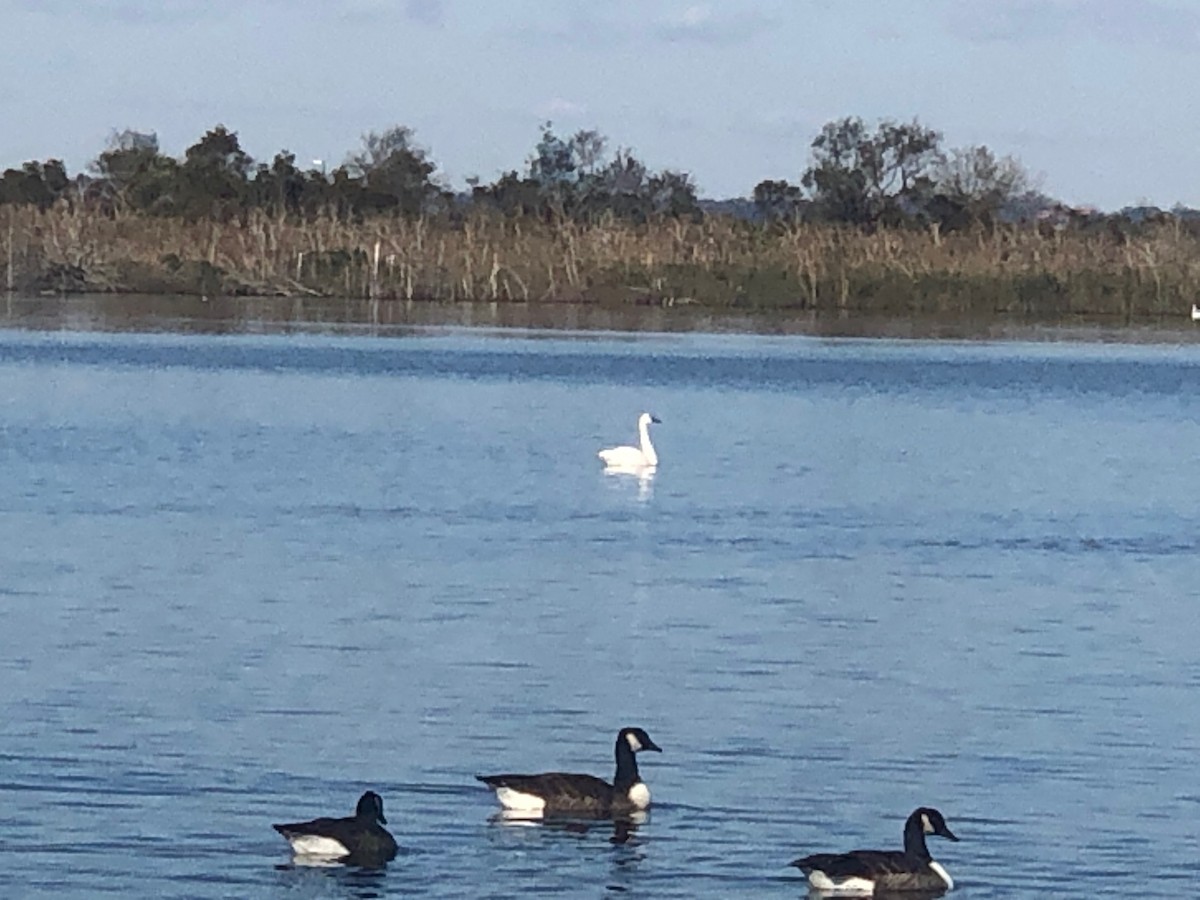 Tundra Swan - ML276114781