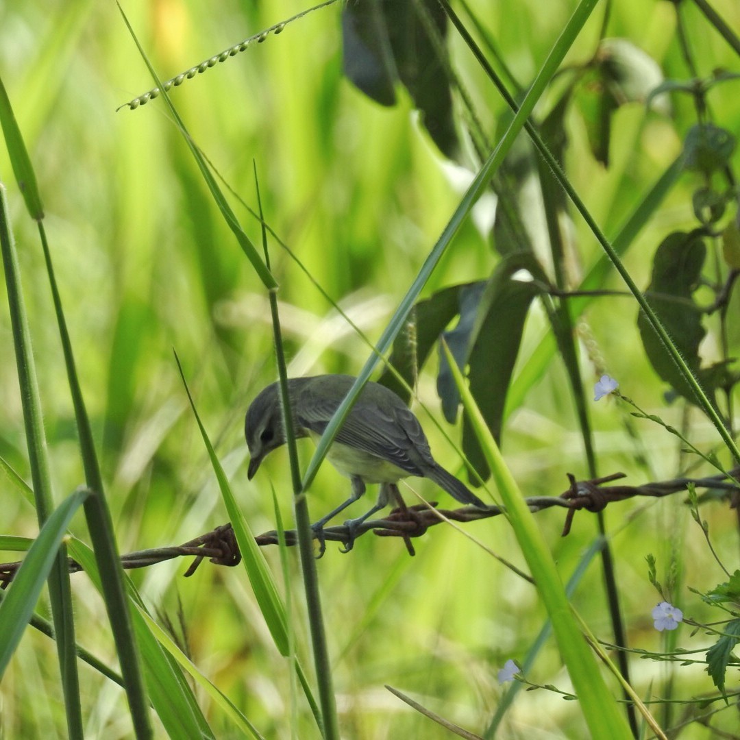 zelenáček kanadský - ML276116231