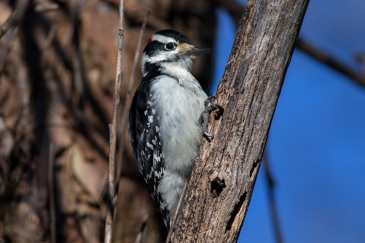 Hairy Woodpecker - Anonymous