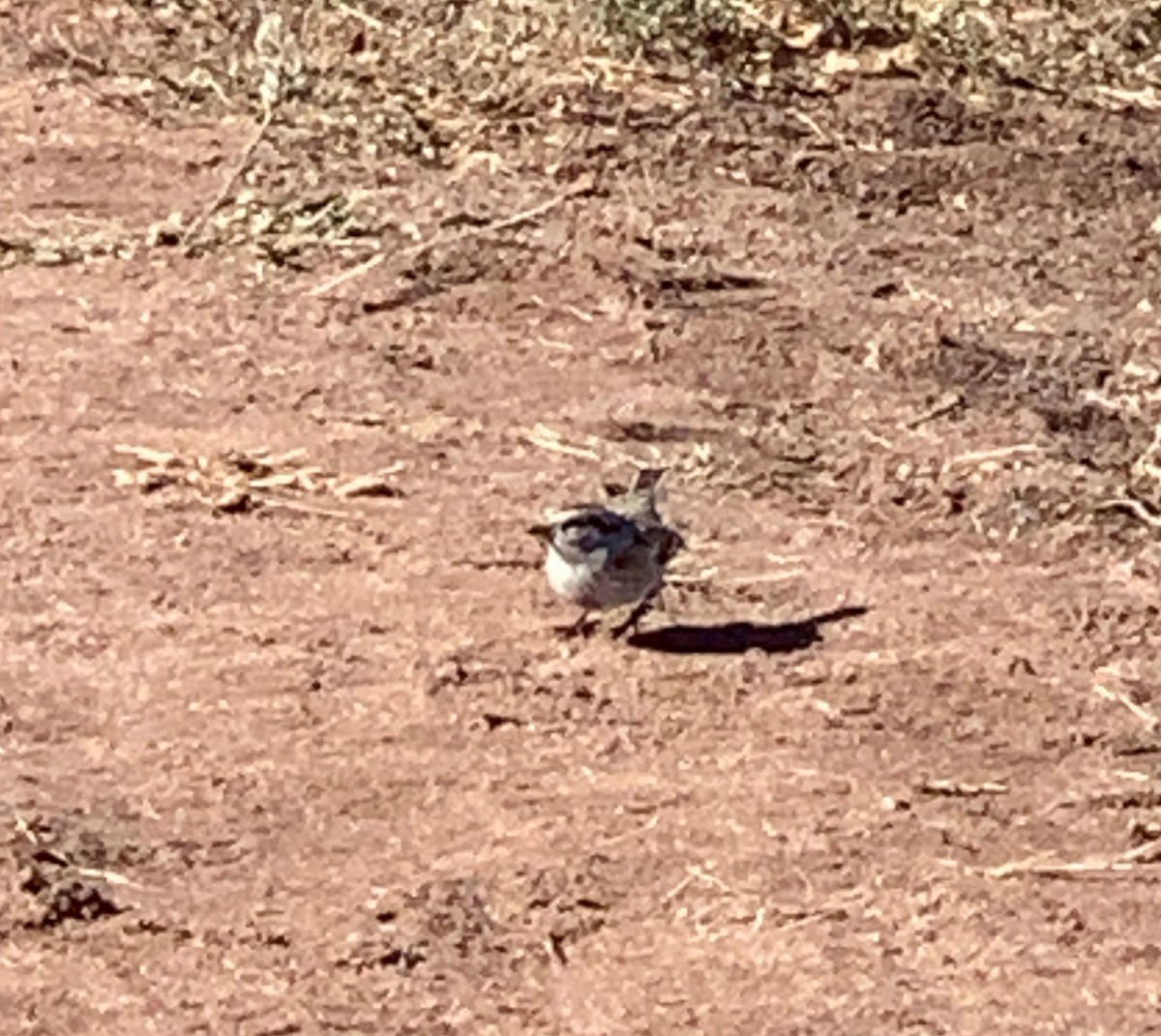 American Tree Sparrow - ML276119121