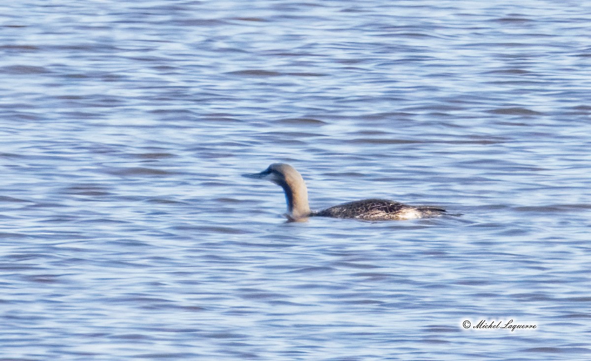 Red-throated Loon - Michel Laquerre