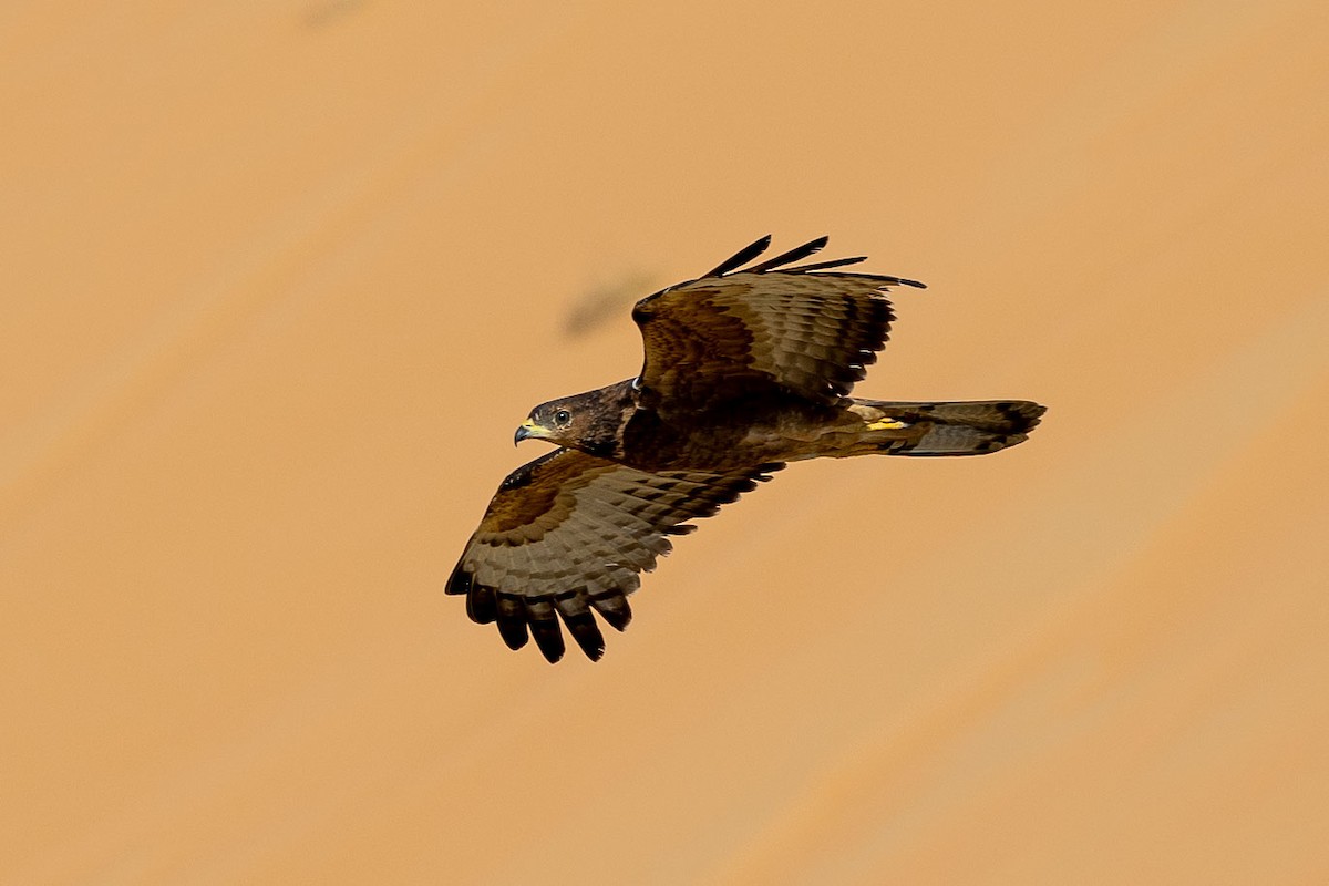 Oriental Honey-buzzard - Nikos Mavris